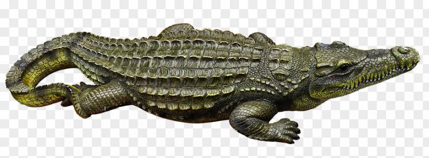 Crocodrile Nile Crocodile Alligator Ophidiophobia PNG