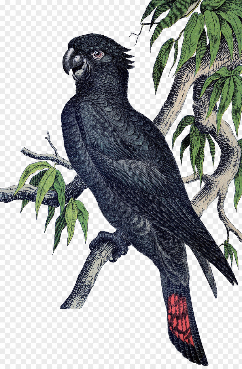 Tropical Birds Macaw Parrot Etsy Bird Parakeet PNG