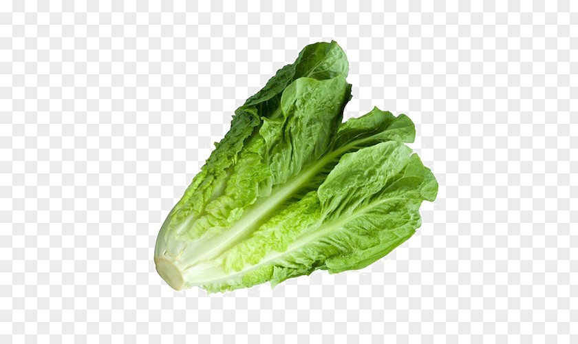 Vegetable Romaine Lettuce Mesclun Leaf Red PNG