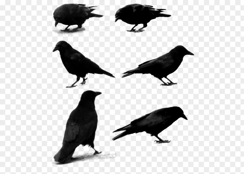 Bird American Crow Rook Common Raven Passerine PNG