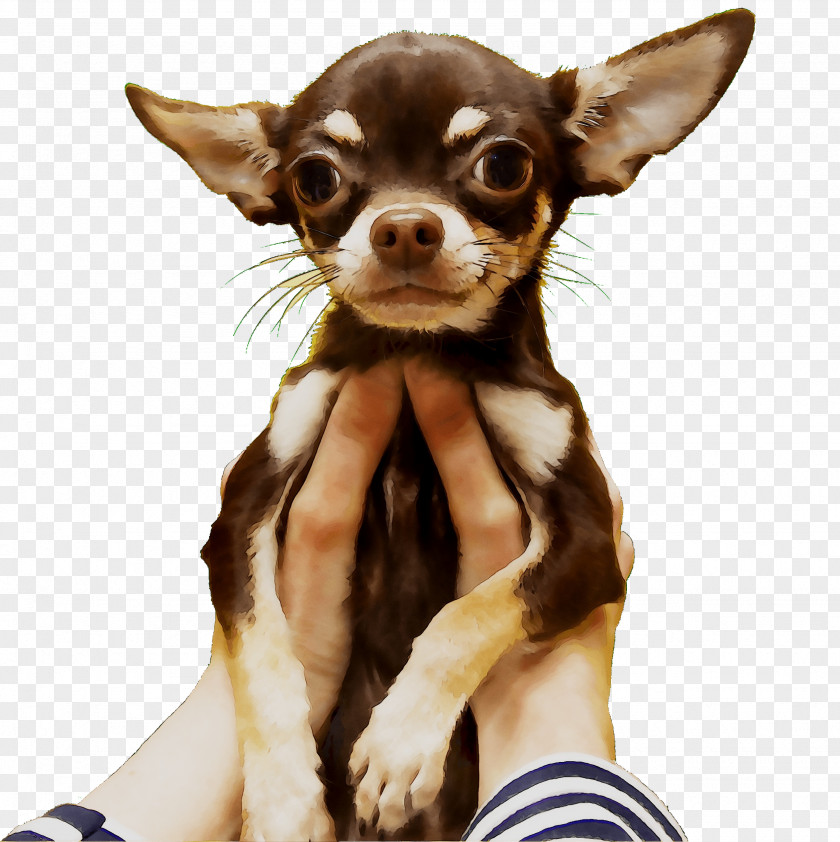 Chihuahua Russkiy Toy Puppy Dog Breed Companion PNG