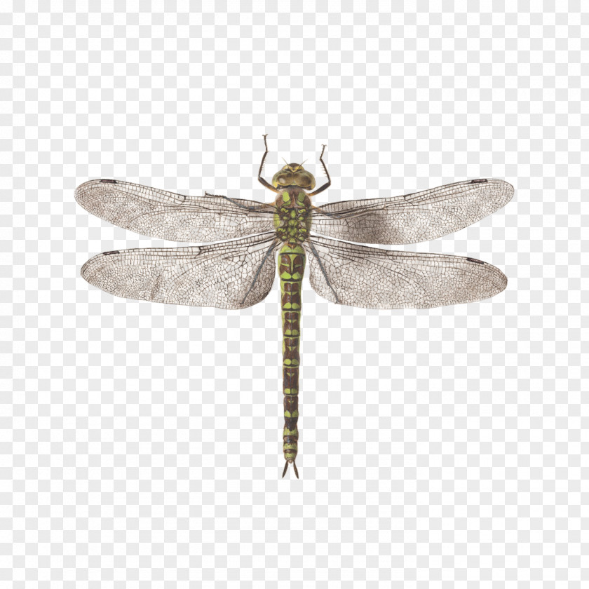 Dragonfly Tattly Animalia Rationalia Et Insecta (Ignis): Plate II Drawing Image PNG