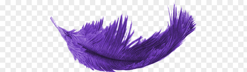 Feather Purple PNG