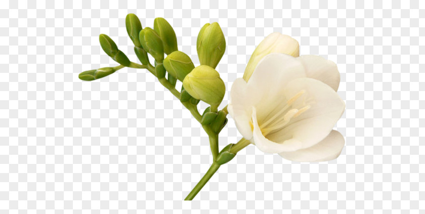 Freesia Computer Graphics Internet PNG