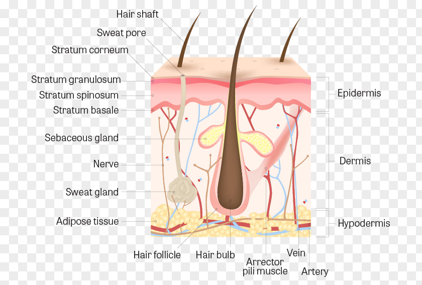 Hair Human Skin Anatomy Follicle Body PNG