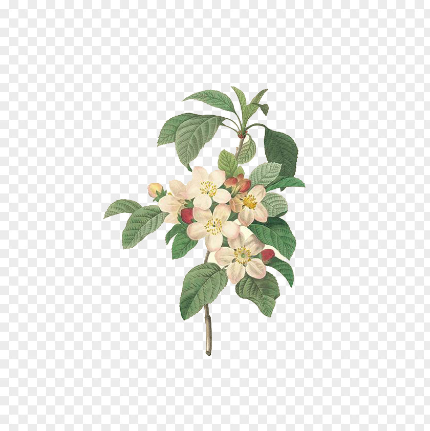 Hand-painted Exquisite Apple Flowers Choix Des Plus Belles Fleurs Pierre-Joseph Redoutxe9 (1759-1840) Painting Printmaking PNG