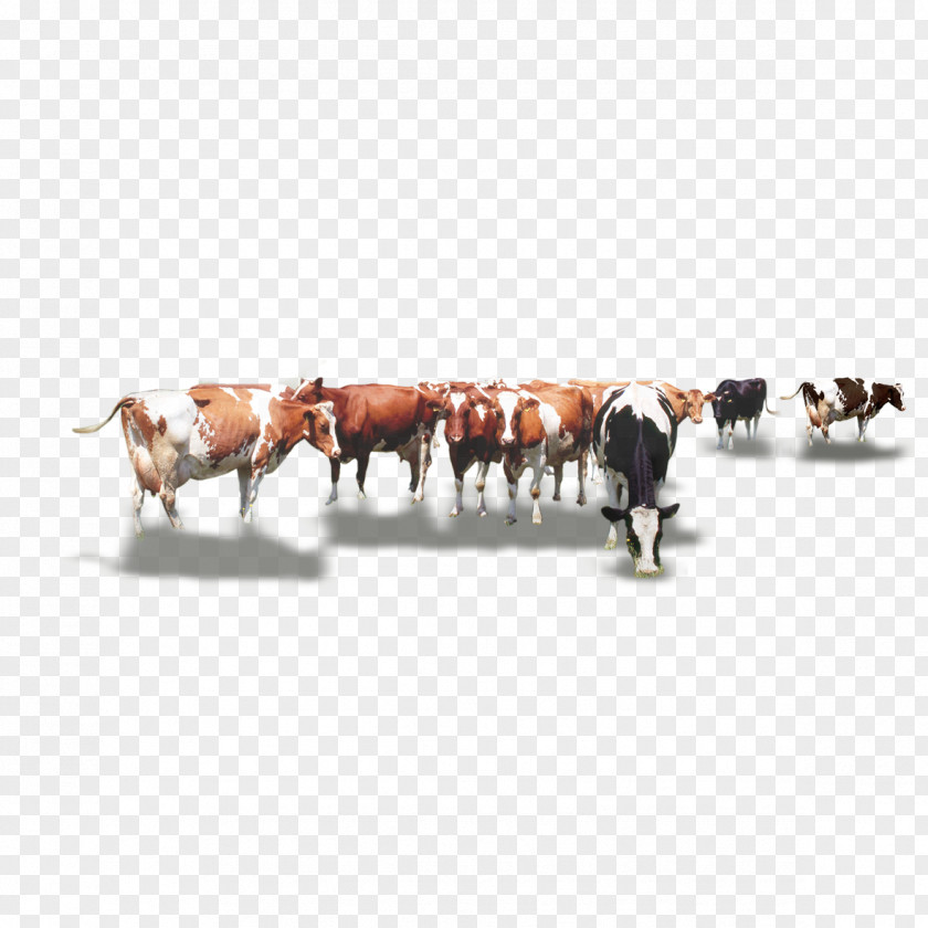 Herd Of Cows Dairy Cattle Calf PNG