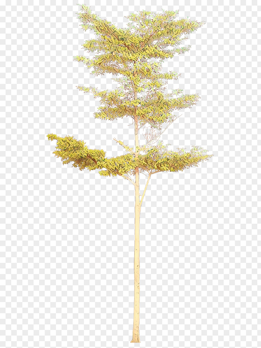 Pine Family Lodgepole Tree Leaf Plant Woody Branch PNG