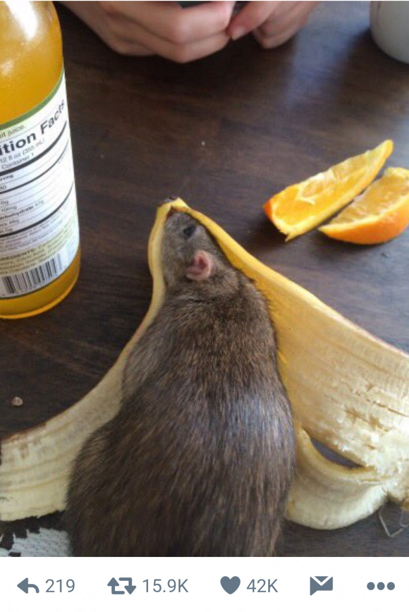 Rat & Mouse Banana Peel Rodent PNG