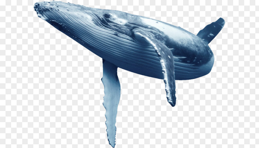 Whale Common Bottlenose Dolphin Blue Wholphin Tucuxi PNG