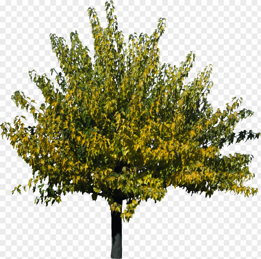 Bushes Tree Plant 3D Computer Graphics Qiaomu PNG