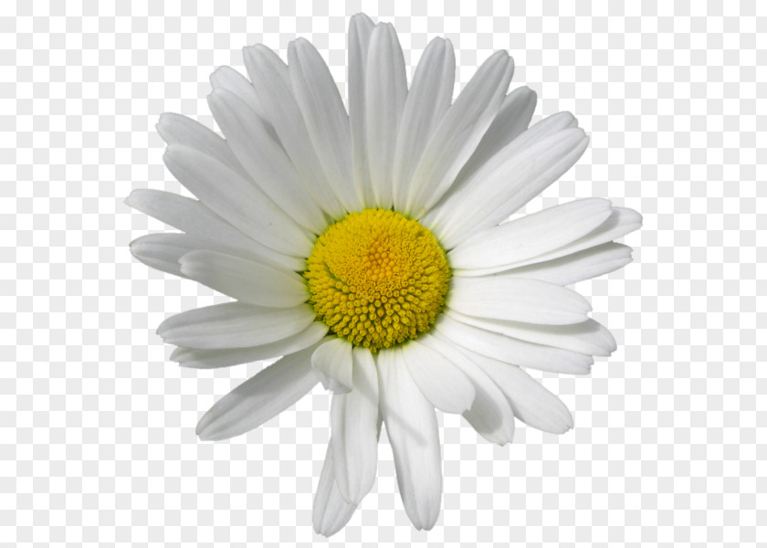 Chamomile Roman Oxeye Daisy Flower PNG