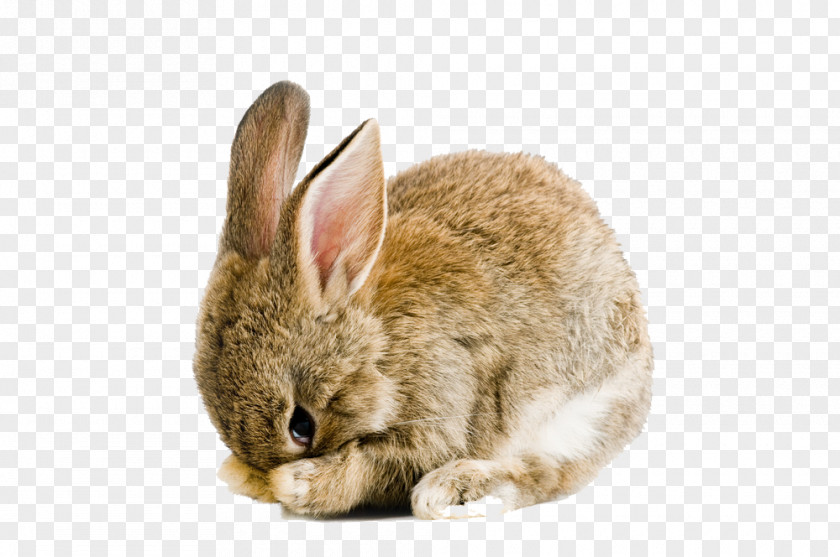 Easter Rabbit Pic Holland Lop Bunny Cruelty-free Snuggle Bunnies PNG
