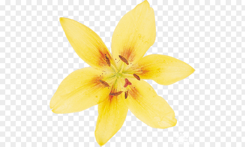 Flower Narcissus Lilium Daffodil Petal PNG
