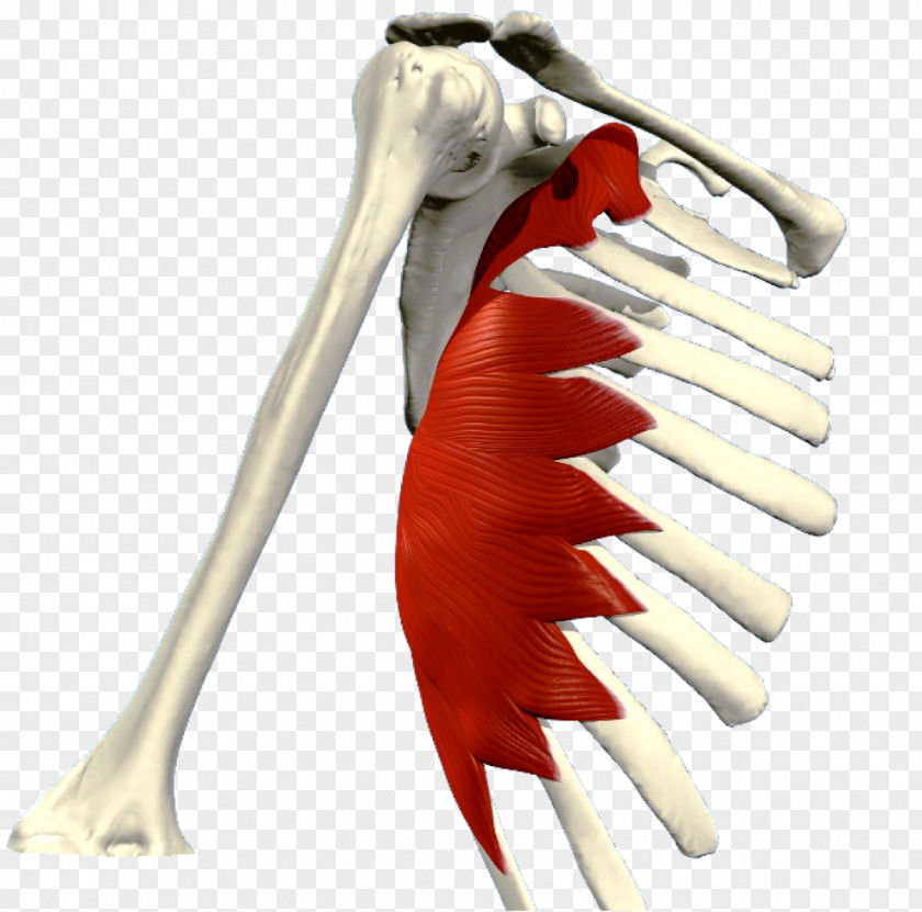 Serratus Anterior Muscle Posterior Inferior Pectoralis Major Muscular System PNG