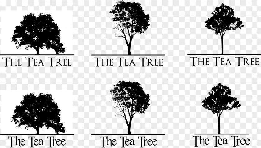 Tree Tea Branch Google Search Pine PNG