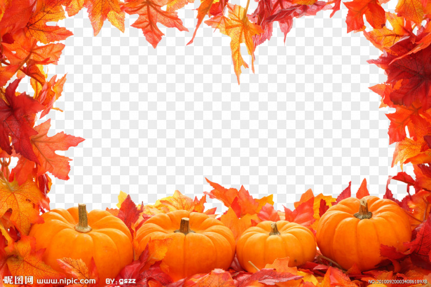 Autumn Leaves Border Leaf Color Clip Art PNG