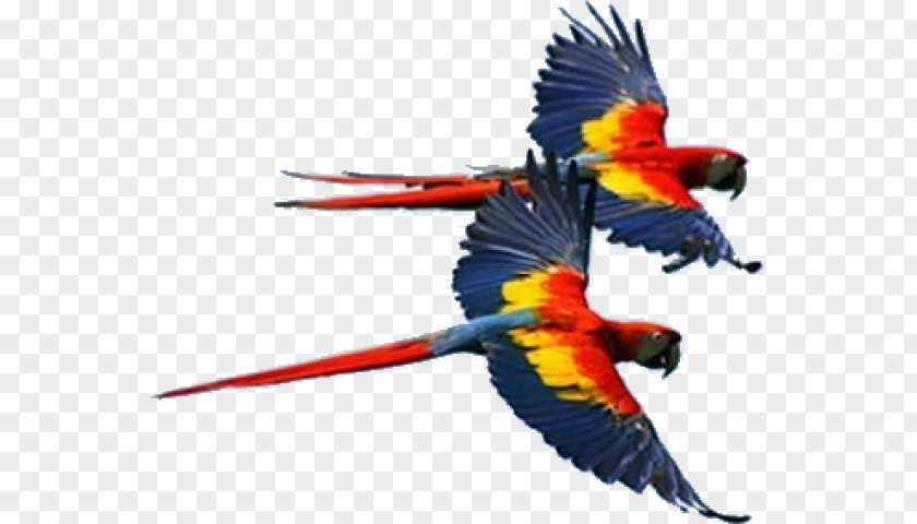 Bird Scarlet Macaw Hyacinth Red-and-green PNG