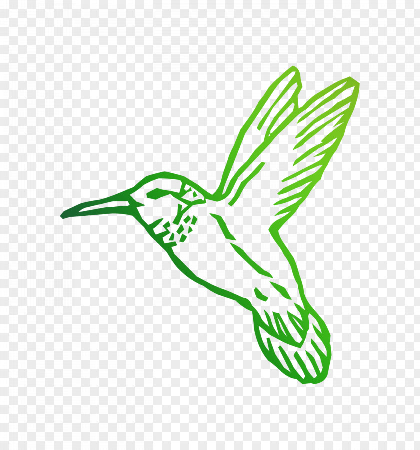 Coloring Book Drawing Hummingbird Image PNG