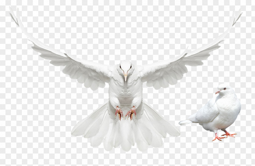 Flying Bird Columbidae Domestic Pigeon Dove PNG