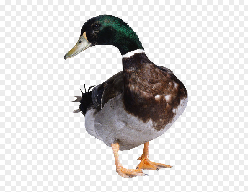 Free Duck Buckle Hunt American Pekin Goose Cygnini PNG