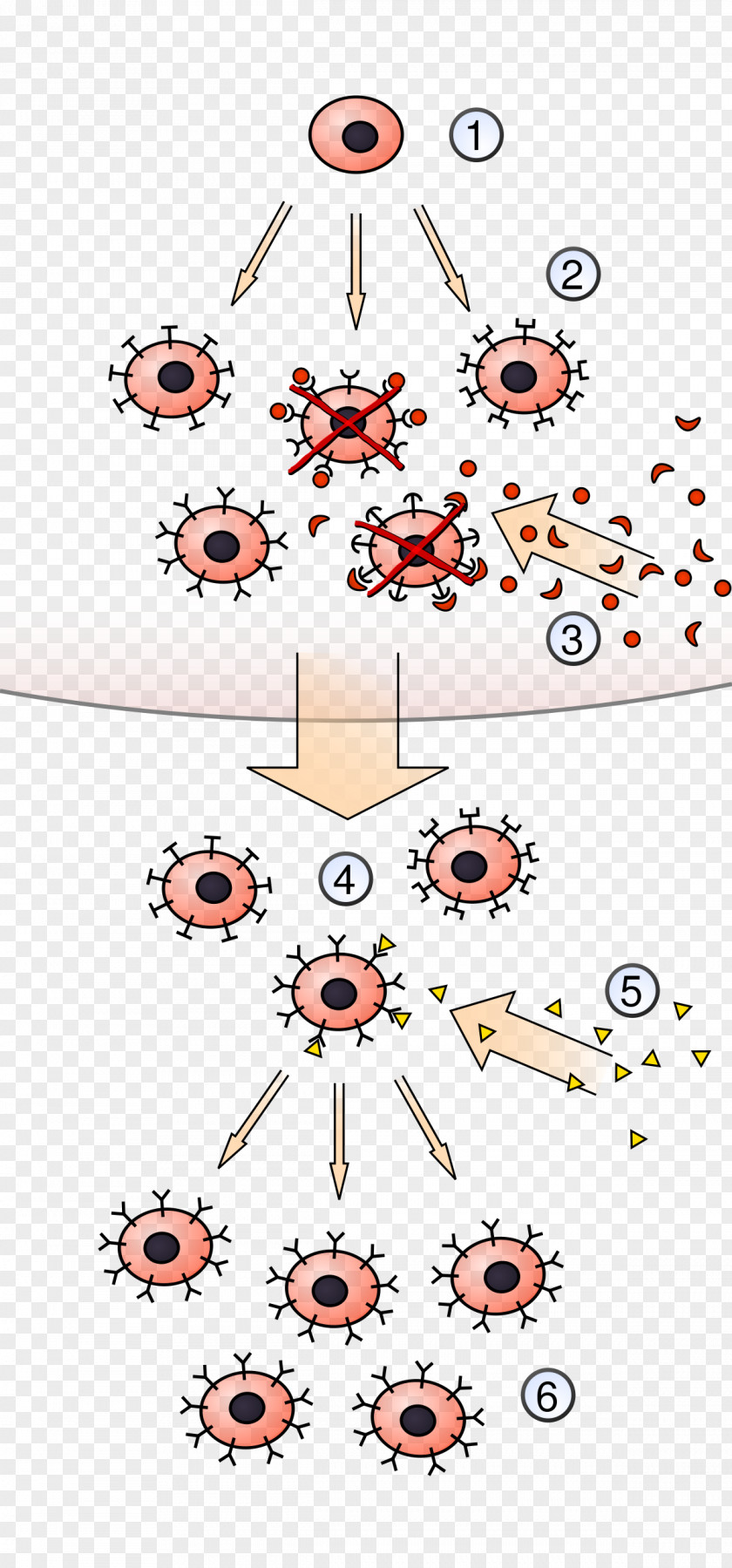 Hematopoietic Stem Cells Clonal Selection Algorithm Lymphocyte Antigen Immune System PNG