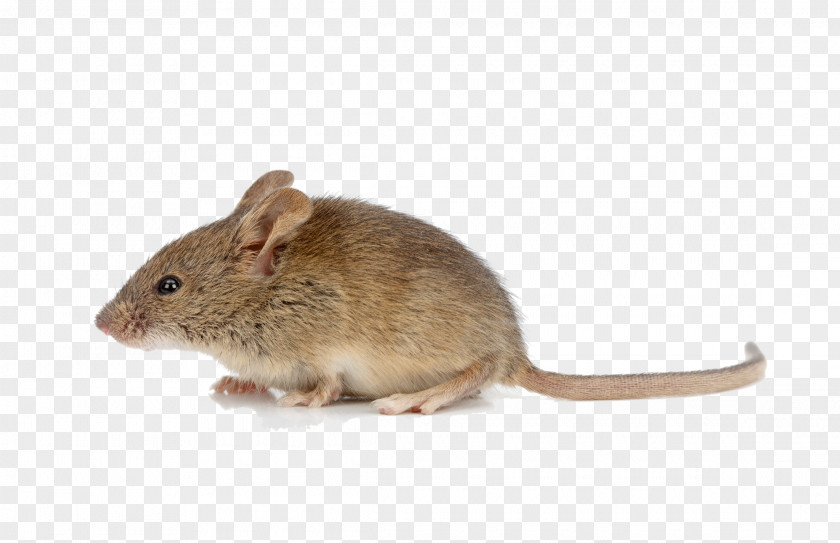 Mice Rodent House Mouse Brown Rat Stock Photography PNG