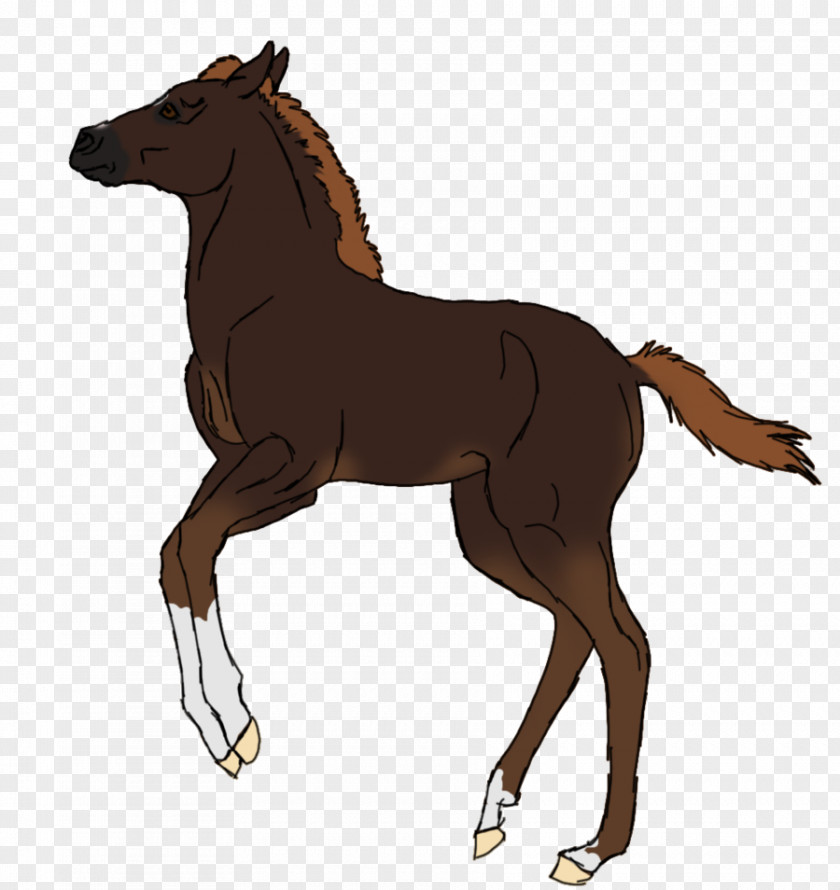 Mustang Foal Stallion Colt Mare PNG