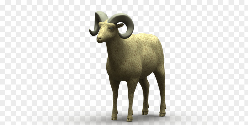 Sheep Argali Goat Wildlife Terrestrial Animal PNG