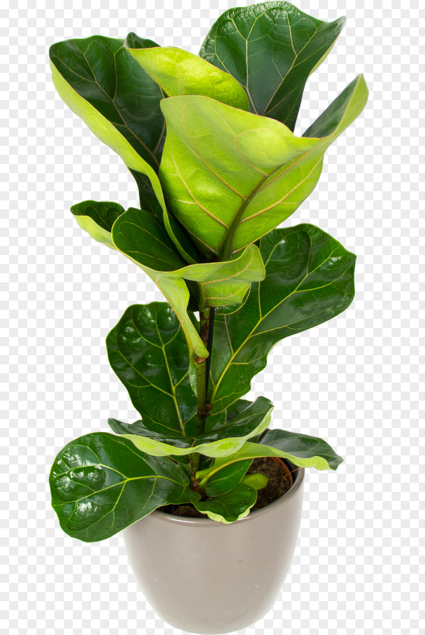 Thicket Ficus Fiddle-leaf Fig Houseplant Flowerpot Sansevieria PNG