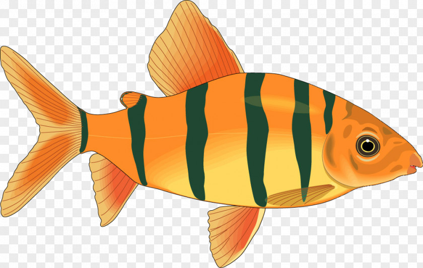 Cartoon Fish Model Salmon PNG