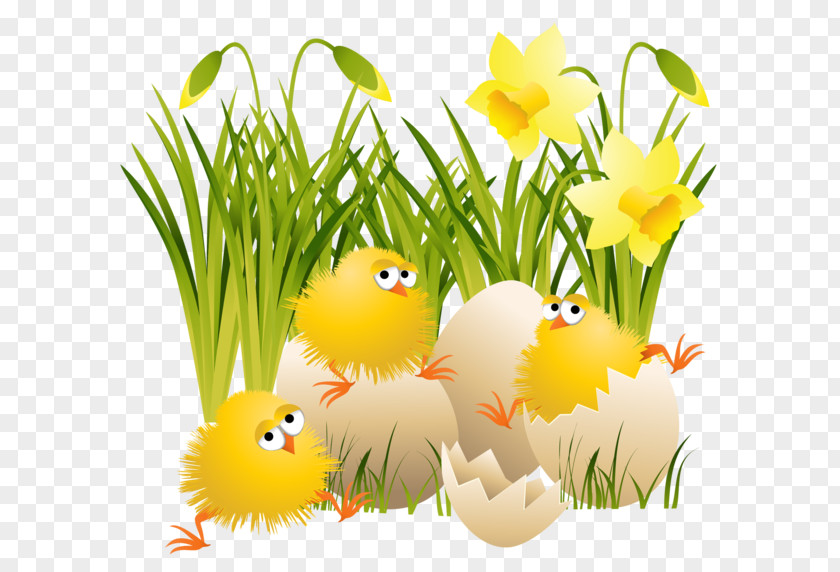 Chicken Easter Bunny Bird Clip Art PNG