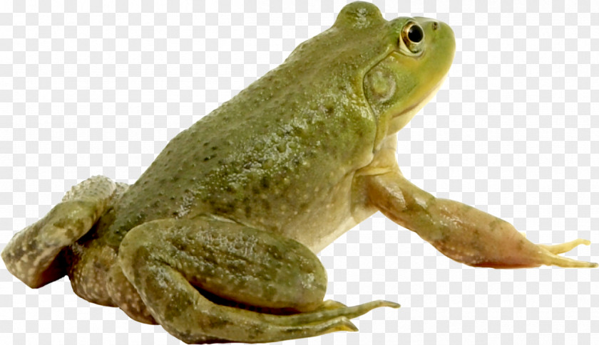 Green Frog Photoshop Contest PNG