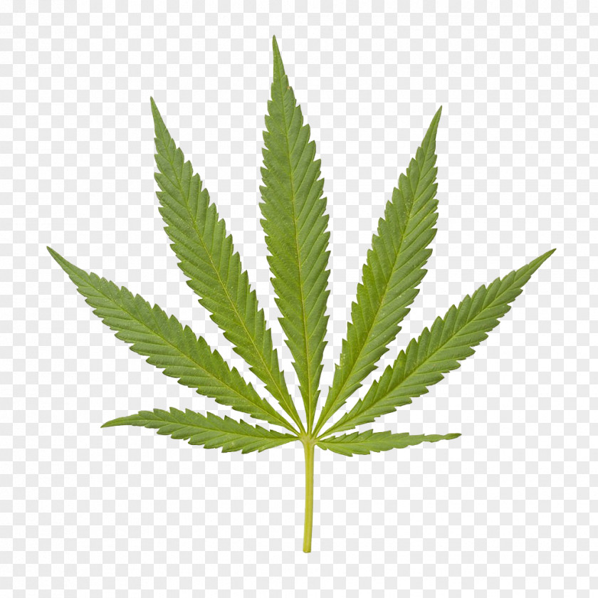 Marijuana Closeup Medical Cannabis Hemp Tetrahydrocannabinol PNG