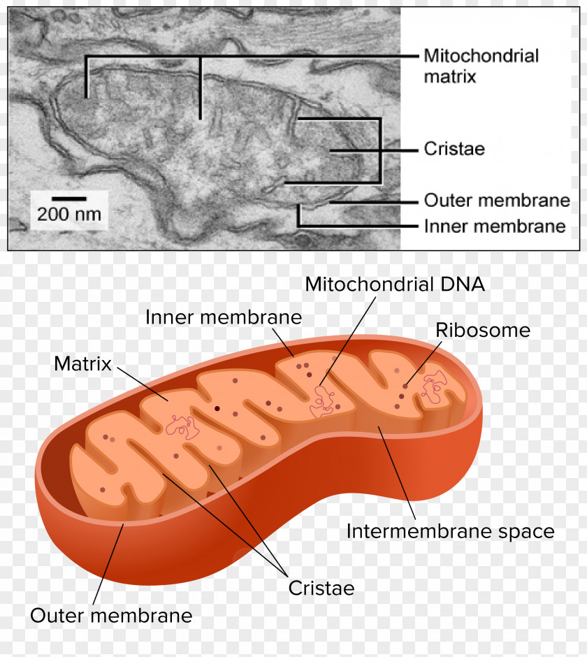 Mitochondrion Organelle Cellular Respiration Chloroplast PNG