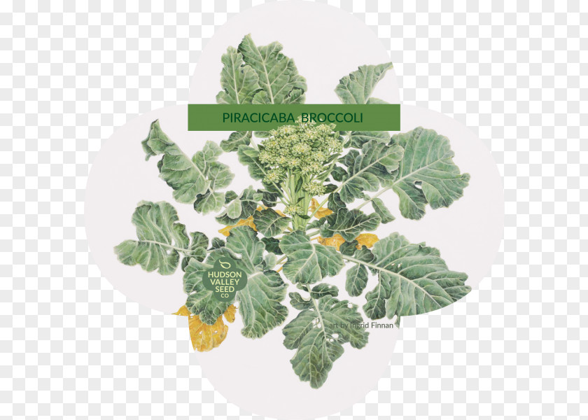 Vegetable Piracicaba Leaf Seed Broccoli PNG