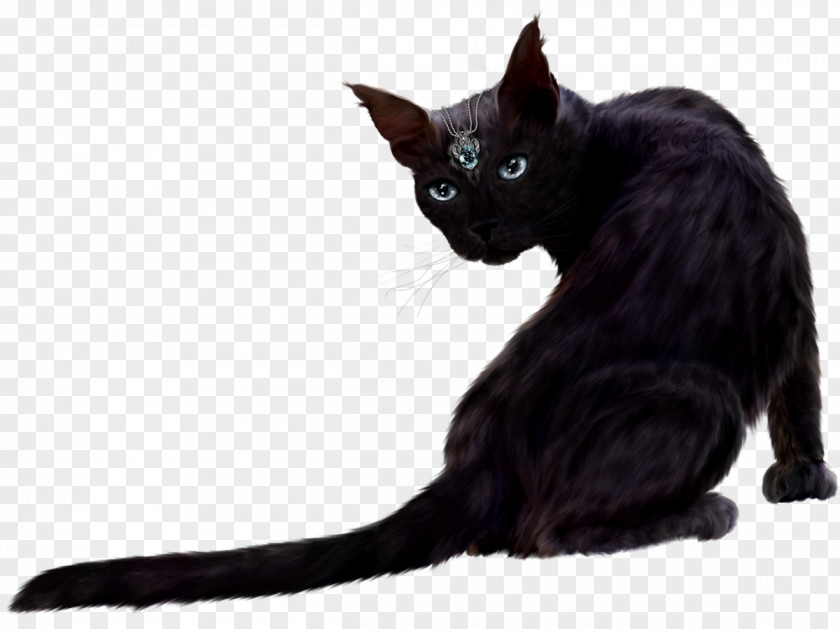 Cats Persian Cat Kitten Wildcat Clip Art PNG