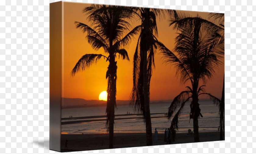 Coconut Arecaceae Gallery Wrap Picture Frames Sunset PNG
