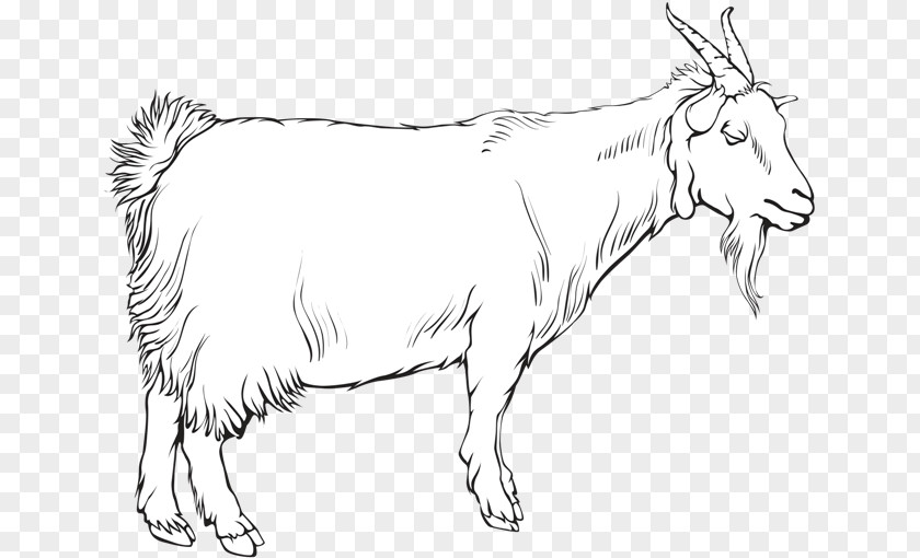 Goat Cattle Ox Sheep Line Art PNG