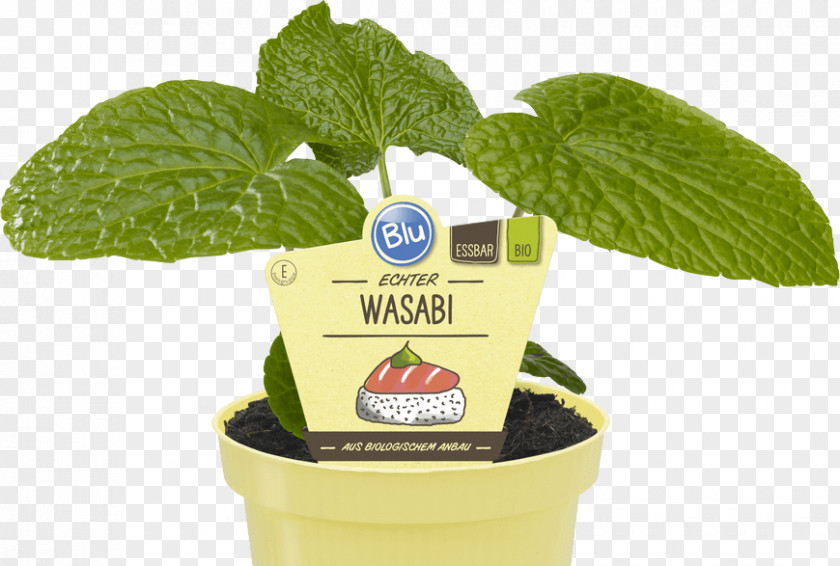 Sushi Wasabi Herb Taste Vegetable PNG