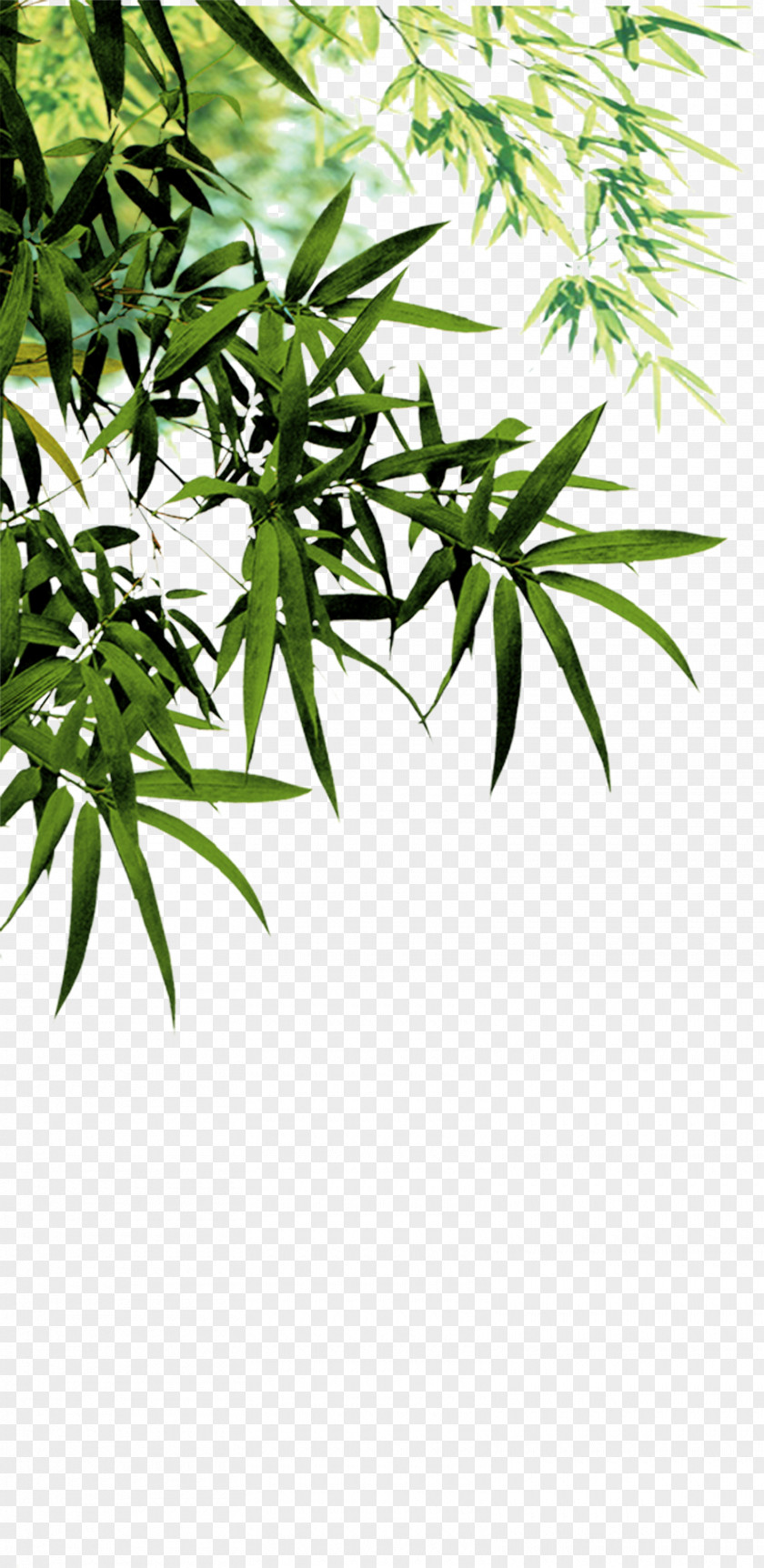 Bamboo Leaves Anji County Charcoal Software PNG
