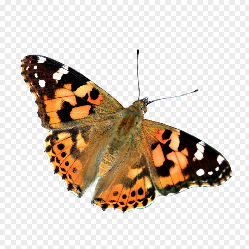 Butterfly Banner McMinnville Aircraft Modeler Field Monarch Organization Pieridae PNG