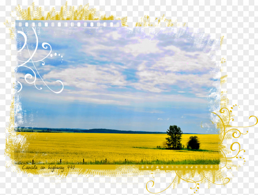 Canola Desktop Wallpaper Photography Picture Frames Energy PNG