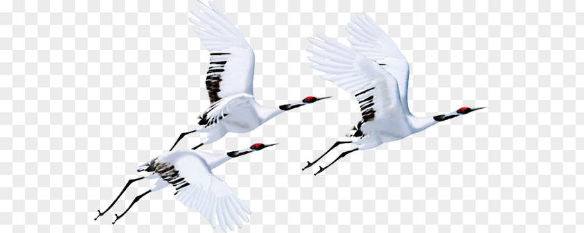 Crane Cranes Fly PNG cranes fly clipart PNG