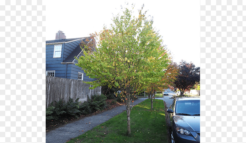 Deciduous Specimens Shade Tree Shrub Evergreen Maple PNG