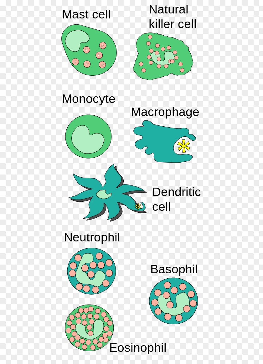 Imune System Innate Immune Mast Cell Basophil Immunology PNG