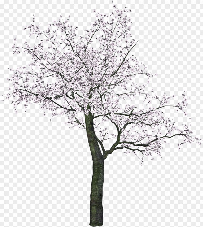 Japanese Tree PNG Tree, white flowered tree illustration clipart PNG