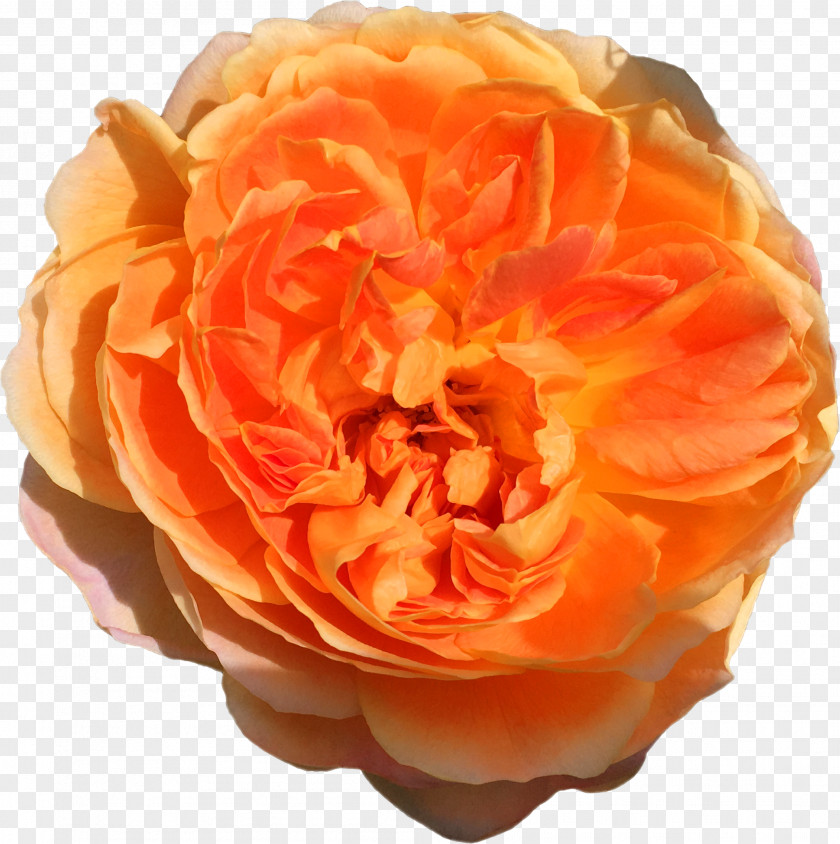 Mother's Day Garden Roses Cabbage Rose Floribunda Petal PNG