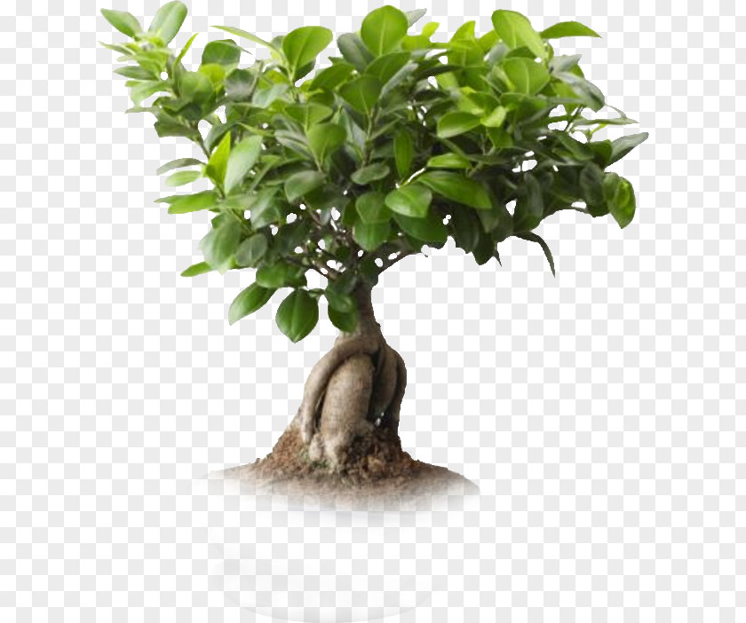 One Plant Saint Petersburg Ficus Microcarpa Retusa Weeping Fig Bonsai PNG