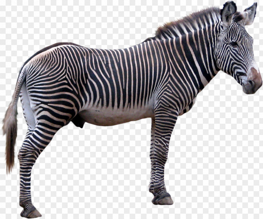 Zebra Technologies Clip Art PNG